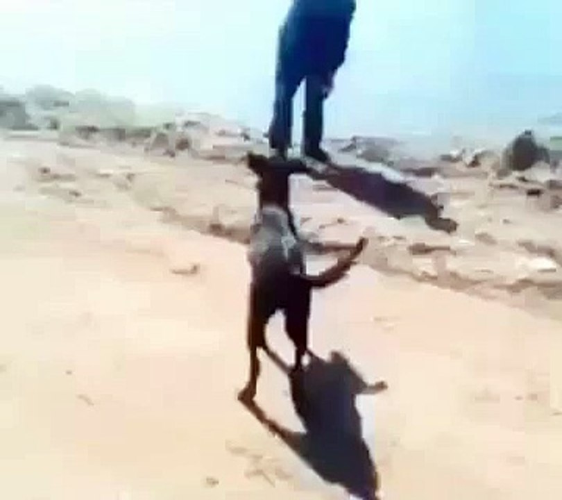 Guy Tries to Throw Dog Into Lake