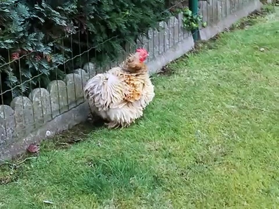 Cat  vs Chicken