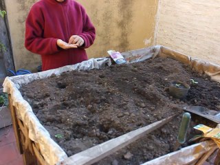Sembrando pepino 2015 en la huerta urbana