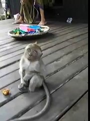 Funny Monkey Cant Sleep