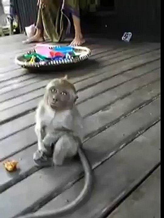 Funny Monkey Cant Sleep