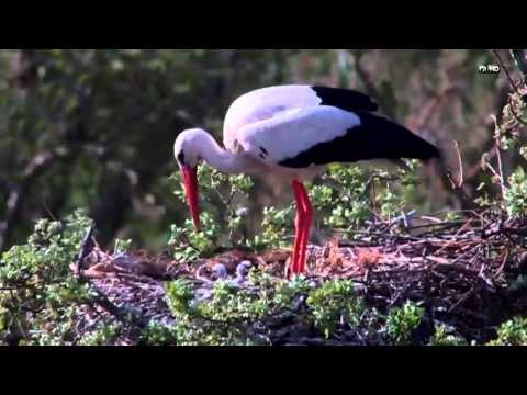 TV3 - Dissabte, a les 15.40, a TV3 - Tocats de l'ala , dissabte estrena