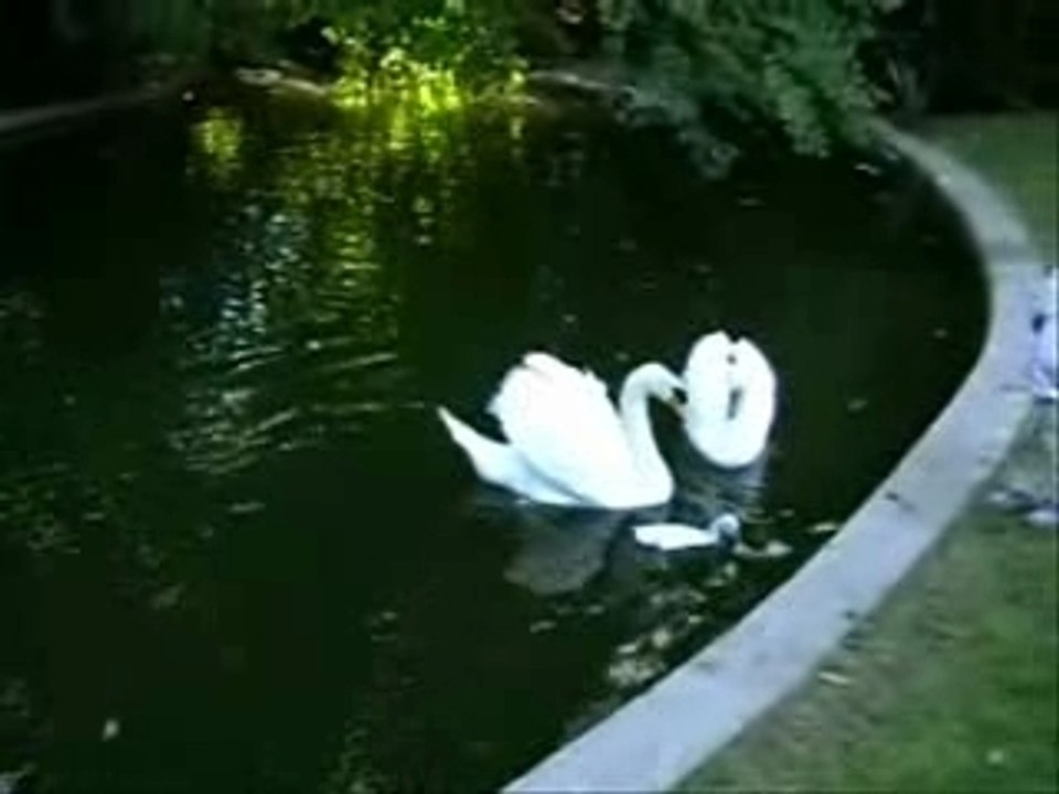 L'attaque du cygne