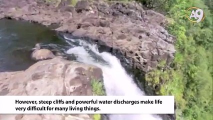 The Goby Fish, A Master Rock Climber