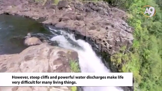The Goby Fish, A Master Rock Climber