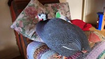 Pet Guinea Fowl enjoying Massage with Back Scratcher