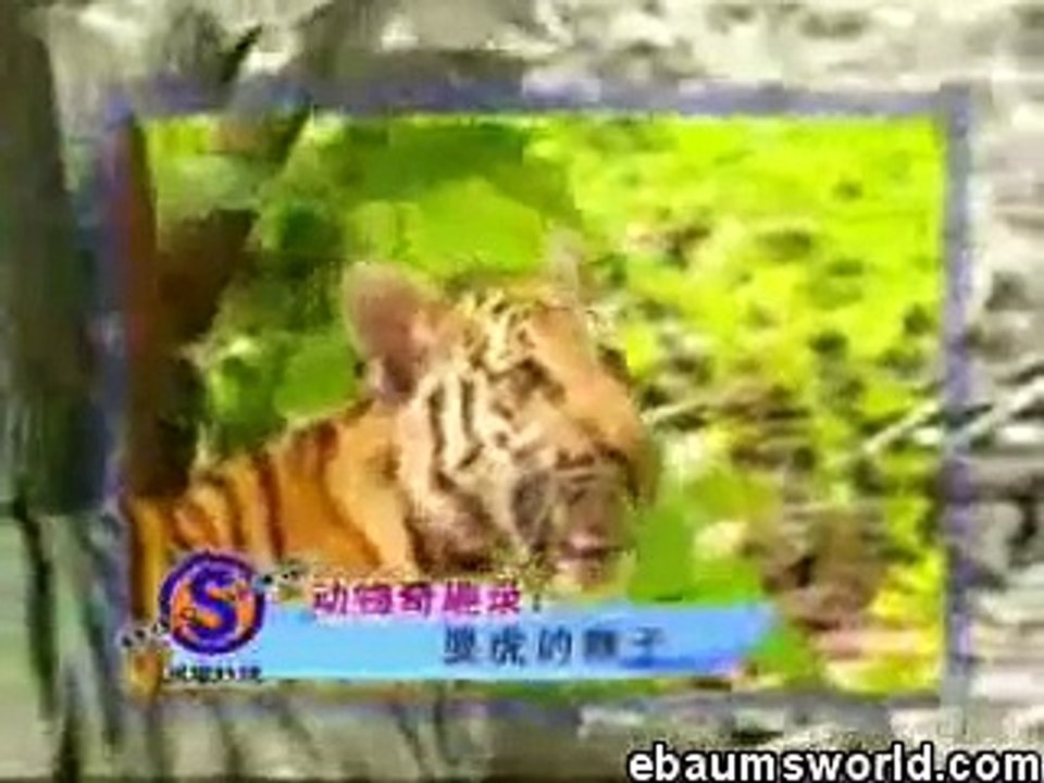 Monkey vs Tiger-funny-video