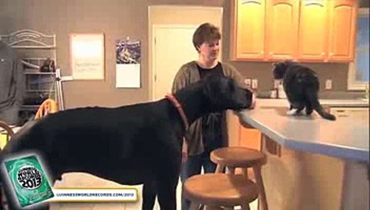 Worlds_Tallest_Dog_-_Meet_The_Record_Breakers_-_Guinness_World_Records