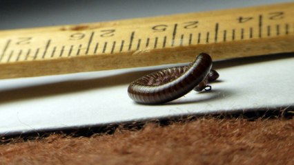 Millipede up very close