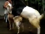 Animal reproduction Goat funny with Man Help animal