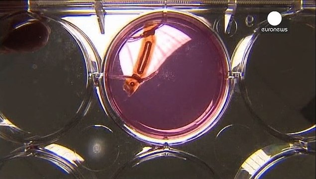 Des spermatozoïdes in vitro pour lutter contre l'infertilité