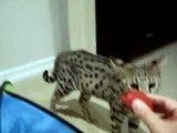 Three Savannah cats, the largest domestic breed in the world, playing fetch.