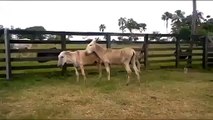 Burro Macanudo Breeding Donkey New Video