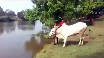 Amazing Cow Video Must Watch