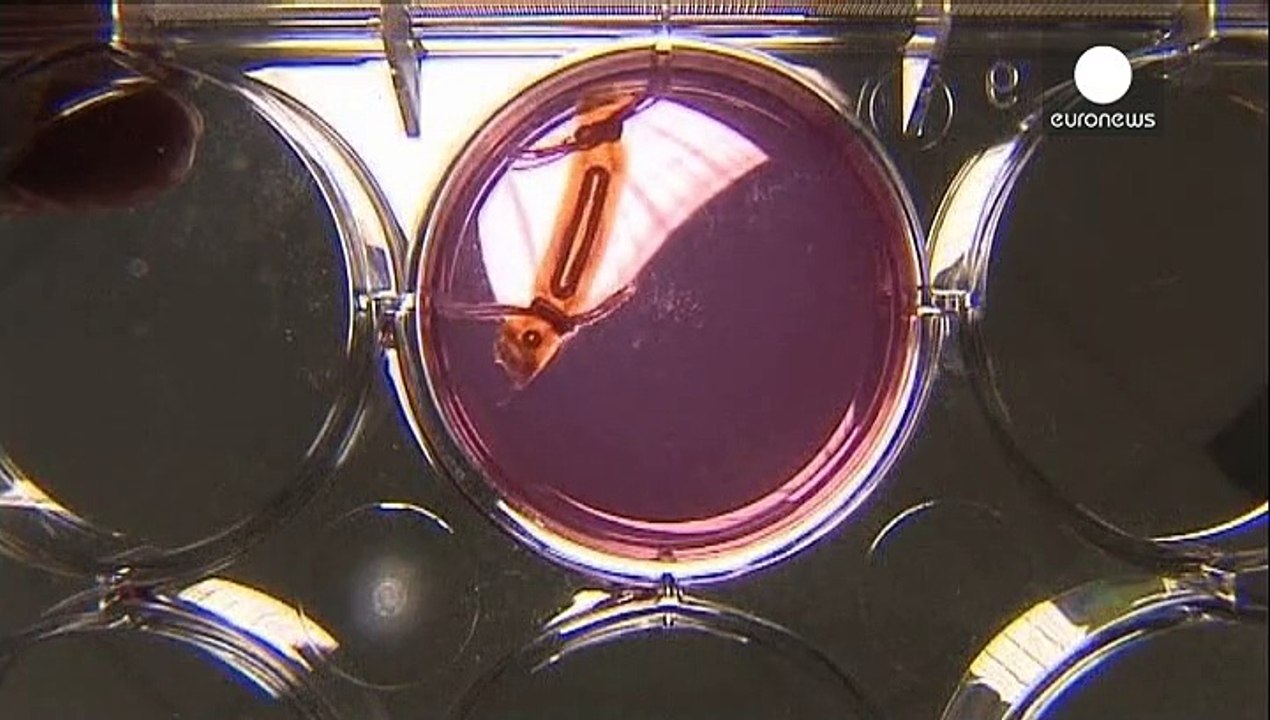 Hoffnung für unfruchtbare Männer: Samenzellen aus dem Reagenzglas