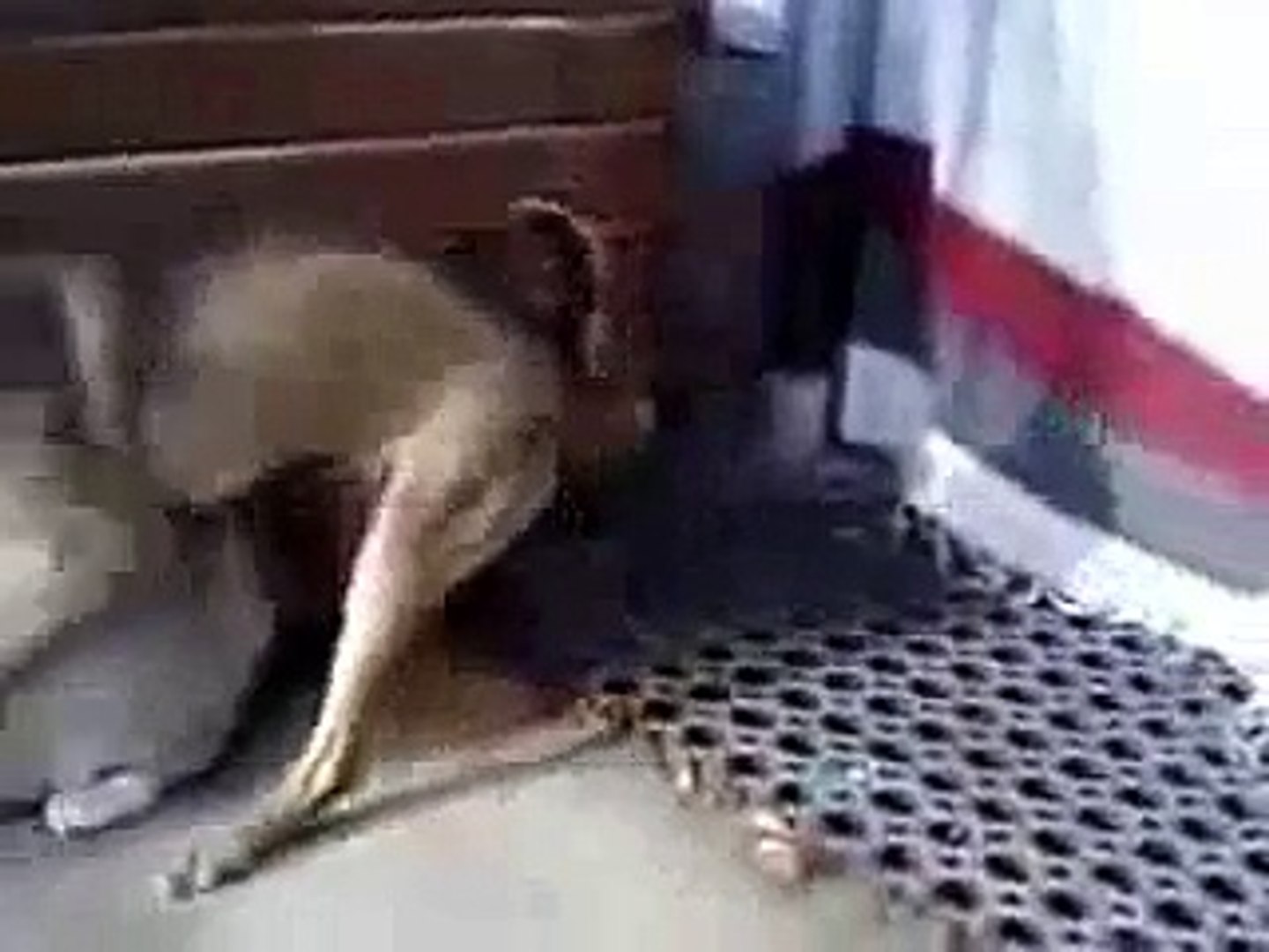 Dog Cat Mating New Video - video Dailymotion