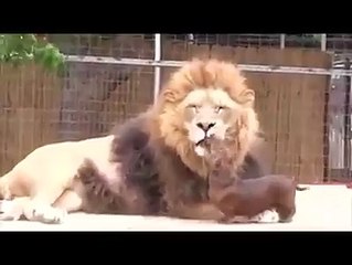 Very Brave Little Sausage Dog