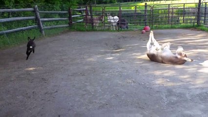 This baby donkey can't stop running into his paddock