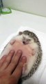 Cutest Hedgehog looks so happy having a massage!