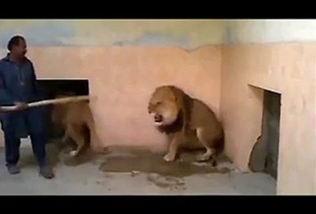 Lion vs man while lion attack on man in zoo
