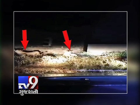 Lions kill six cows in Savarkundla - Tv9 Gujarati