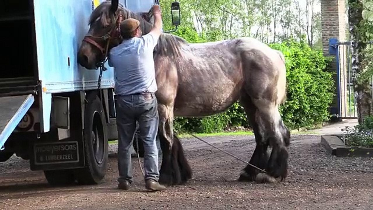 Horse mates with store dog