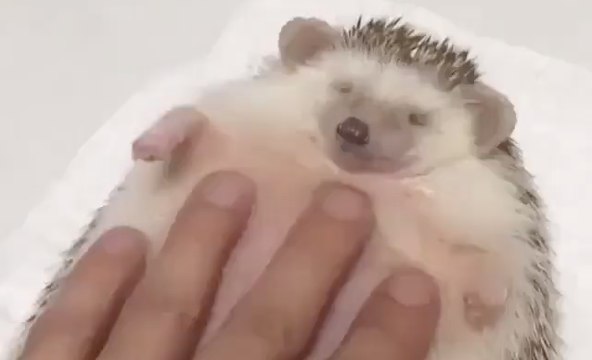 Cet adorable hérisson aime vraiment les câlins !