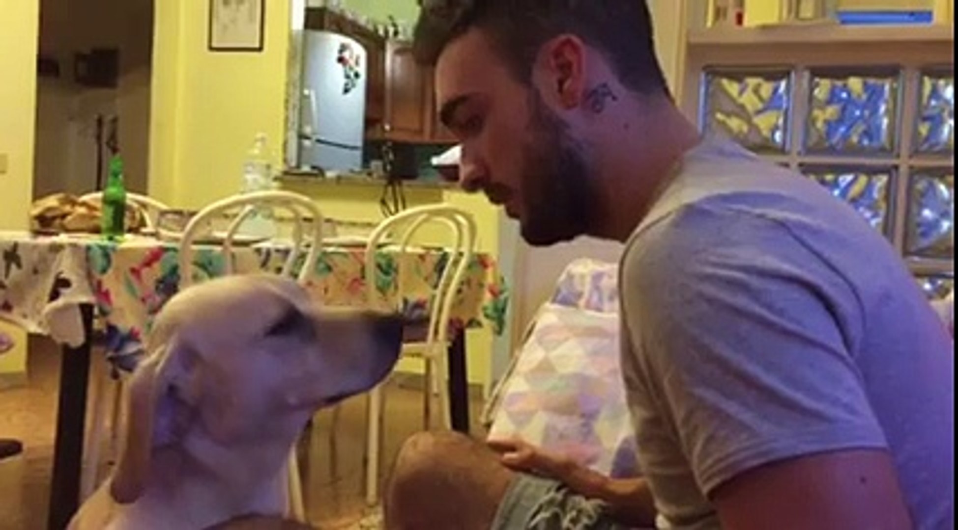 Ce Chien A Fait Une Grosse Betise Et Demande Pardon Trop Chou Video Dailymotion