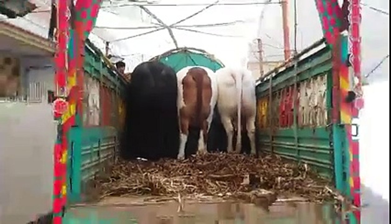 Cows Craze Lovers's video