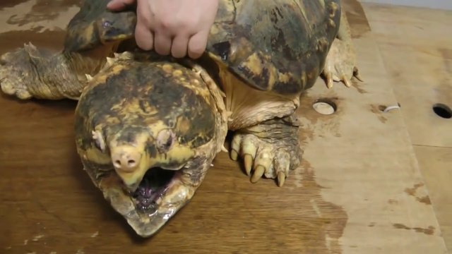 巨大ワニガメパイナップル斬り Alligator snapping turtle snaps a Pineapple off