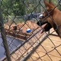 Dog Knocks Out Skateboarder By Snagging His Board During a Trick