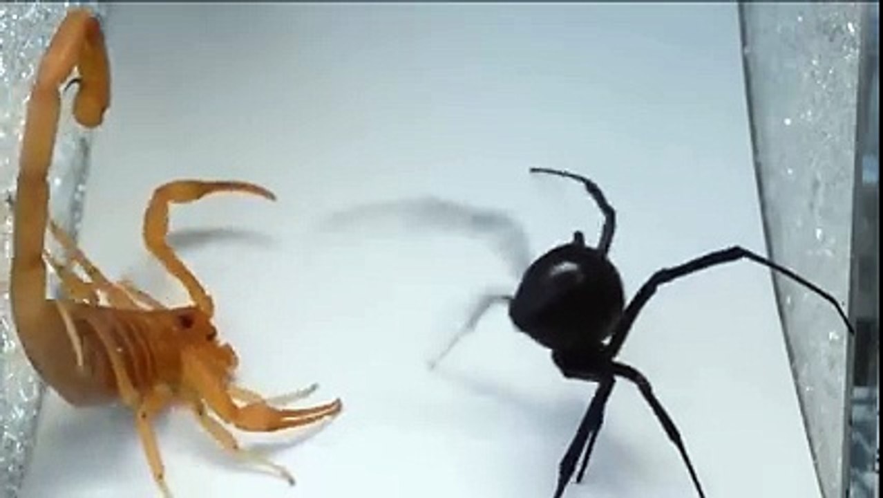 Fight araignée contre scorpion