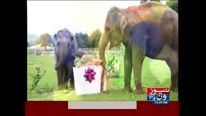Baby elephant given 'birthday cake'