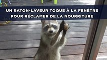 Un raton-laveur toque à la fenêtre pour réclamer de la nourriture