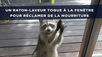 Un raton-laveur toque à la fenêtre pour réclamer de la nourriture