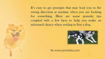Few Facts To Help For Your New Pomsky Breed