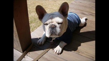 フレンチブルドック　シンバを救え！エア・カナダ機、犬を救うため緊急着陸　貨物室に不具合