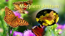 Motylem Jestem