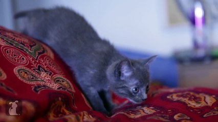 LOL Curious Kitten Sneaks Up On Feather Wand, Falls Off Bed-copypasteads.com