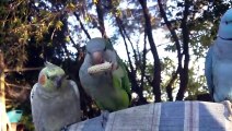 This parrot doesn't want to share his food... So funny pet!