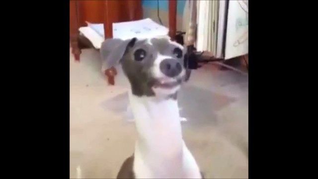 Un chien moche mais tellement drôle!!!