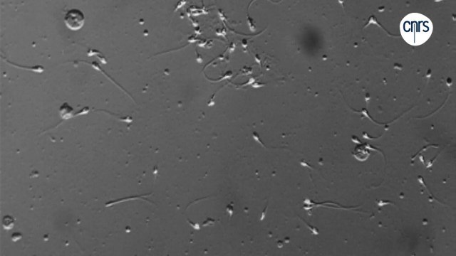 Spermatozoïdes in vitro