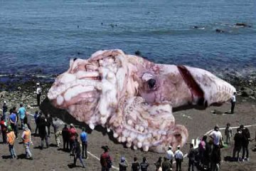 CALAMAR GIGANTE EN CALIFORNIA DE 48 METROS NOTICIA DE ULTIMO MINUTO