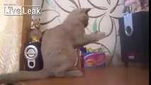cat on drugs trying to catch soundwaves