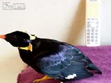 Bird speaking Japanese sounds weird