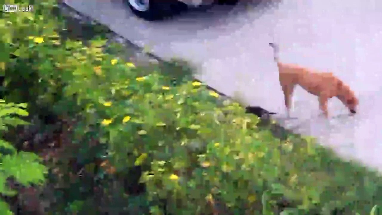 Kitten gets mauled by dog.