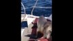 A baby Sea Lion pays a couple on a boat a surprise visit.  What happens next is truly EXTRAORDINARY!