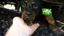 Guy hand feeds scared stray rottweiler dog hiding under SUV car