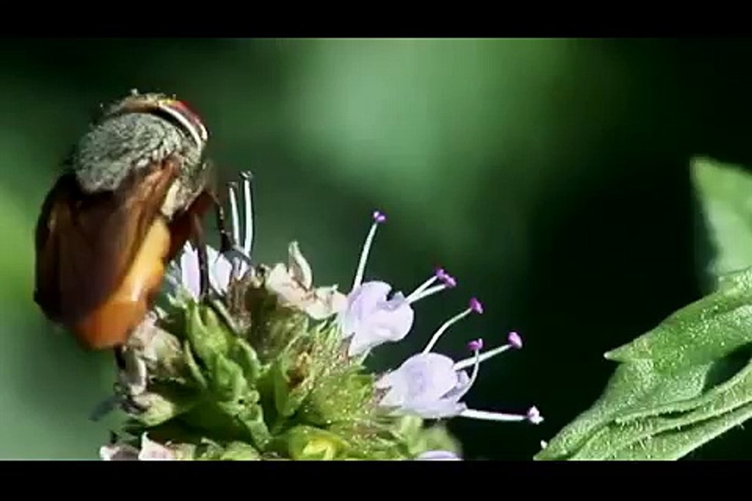 Une mante religieuse dévore la tête d'une mouche vivante... FLippant