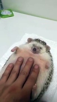 Cet Hérisson qui Surkiffe se faire Masser le Ventre